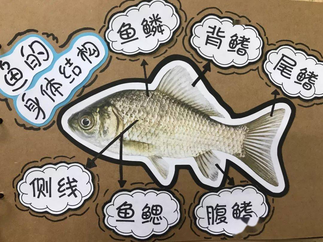 鱼解剖图卡通图片
