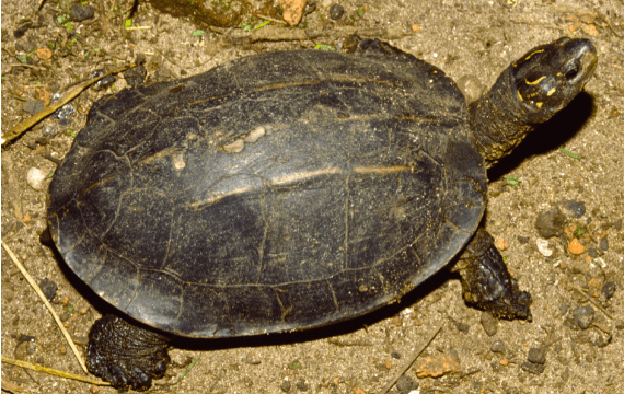 金边黑山龟:从几十元一斤一度炒到900元一斤,如今又在市场上销声匿迹