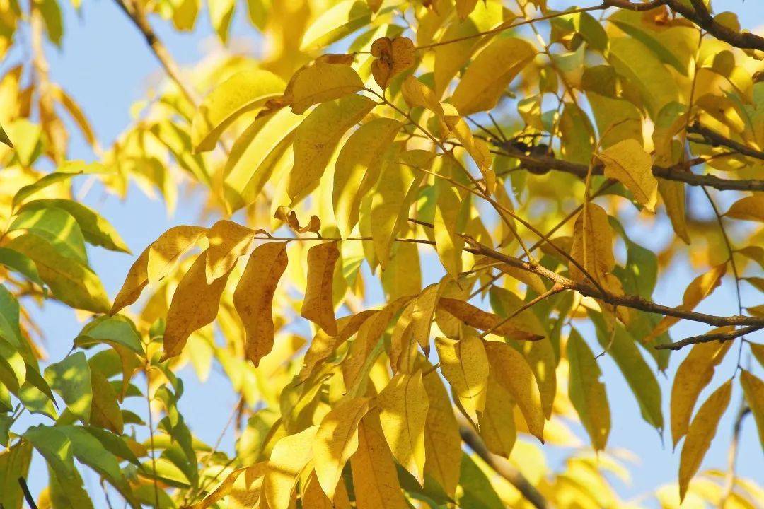 随着气温下降无患子也将迎来最佳观赏期渐渐变成了金黄色成了西溪的一