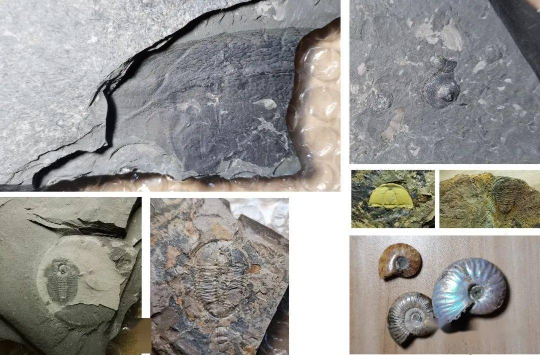 图鉴099耳形范特西虫phantaspisauritus