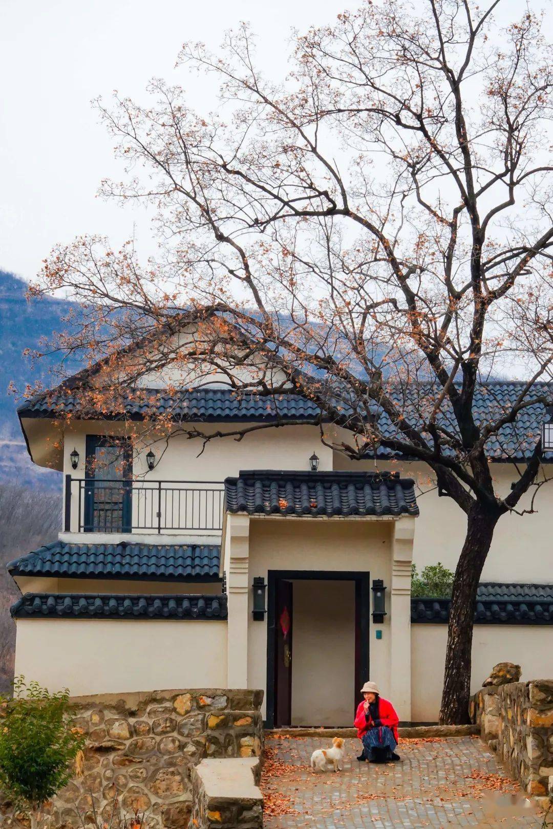 婴心工作间一颗柿子树张家沟伴山静居民宿预备中