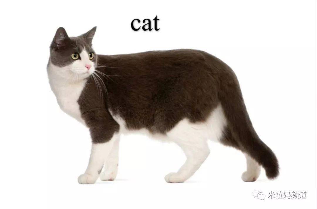 体检表上这个数值,决定了你家孩子上北大还是蓝翔_cat