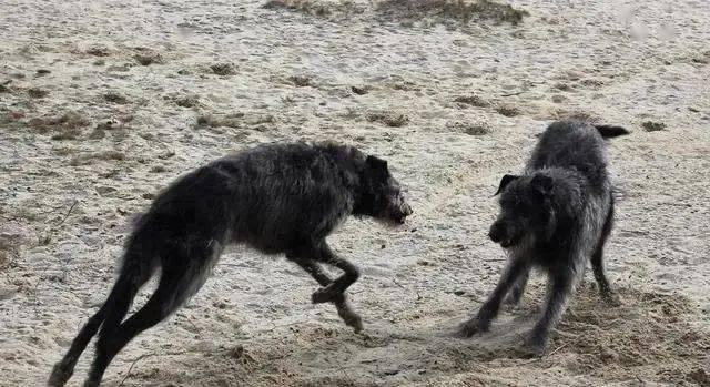 世界上最大的军犬专门用来捕杀狼属于军犬中的顶级猛犬