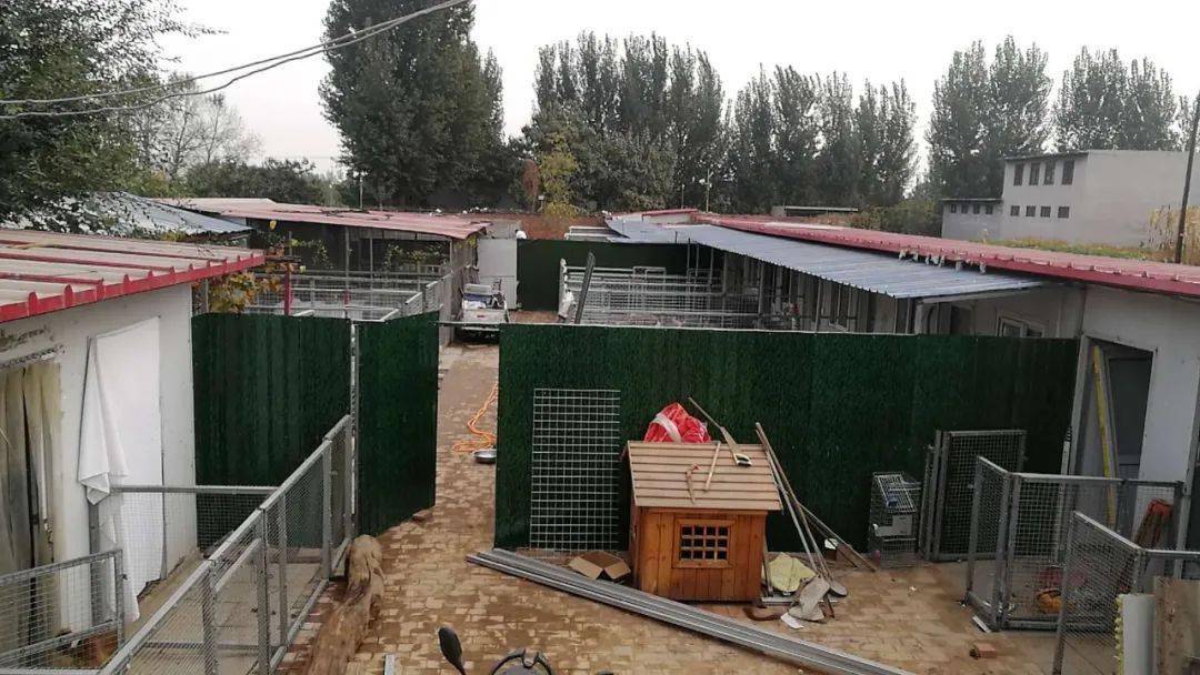请求大家救救它们疫情后500多只流浪猫狗挤满了这个救助站它们急需