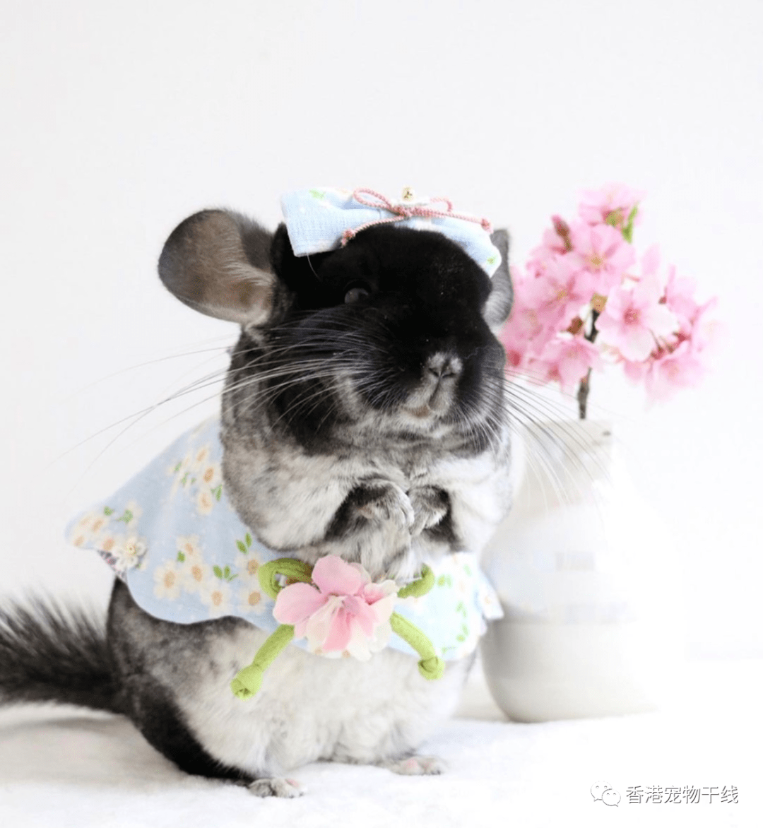 现实里的龙猫,可爱的有点过分了