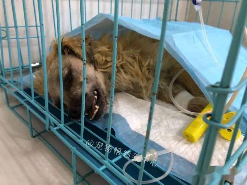 它的上下颌骨全都骨折,嘴巴里面爬满了蛆虫,甚至还有苍蝇飞出来