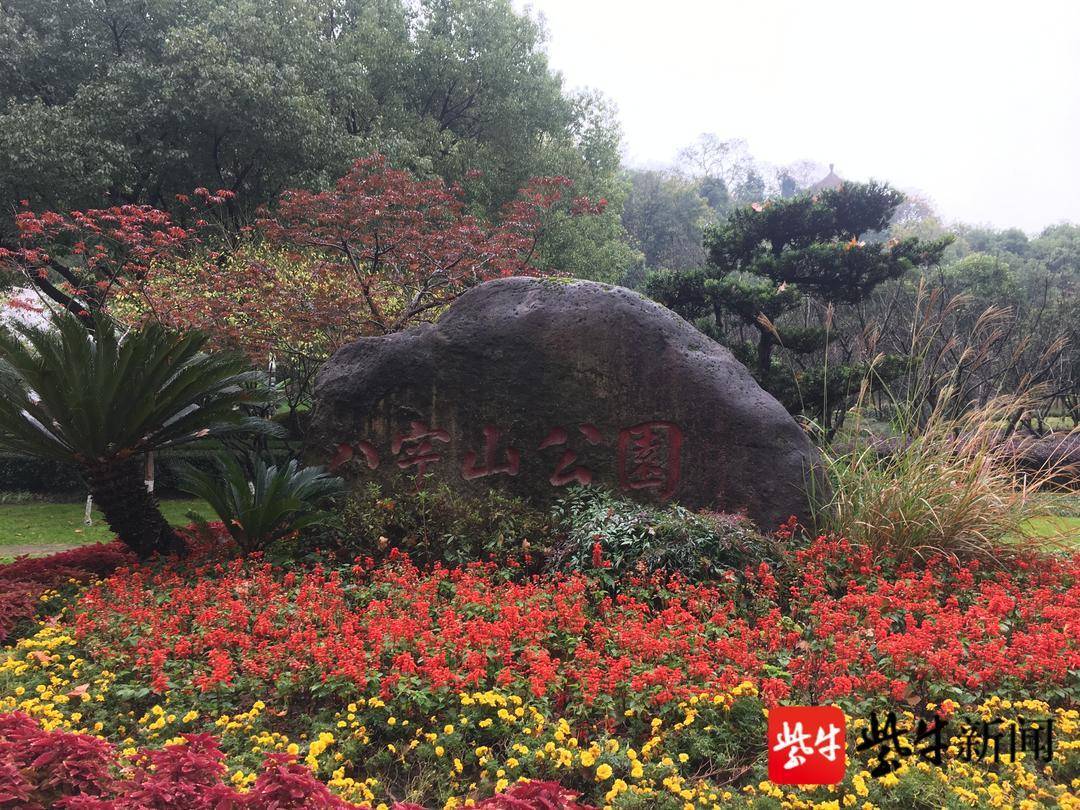 南京八字山惊现野猪"散步",城区出现野猪市民要当心