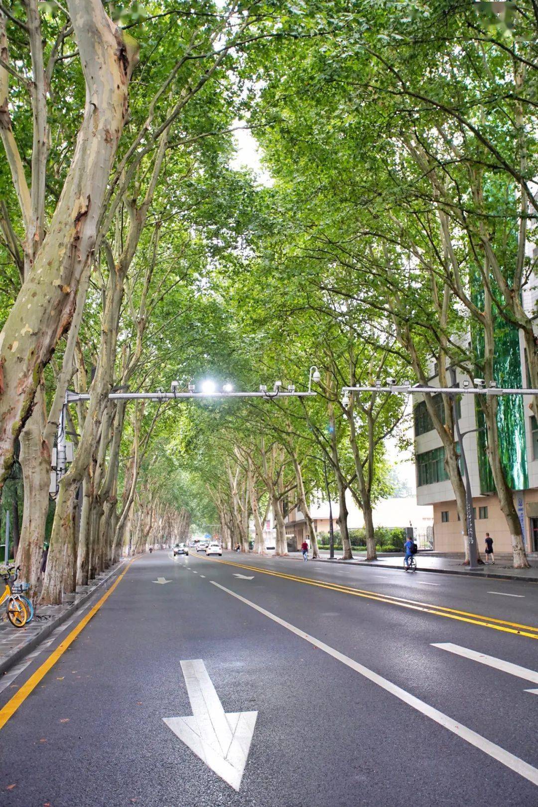 武汉| 解放公园,藏着多少武汉人的回忆_梧桐树