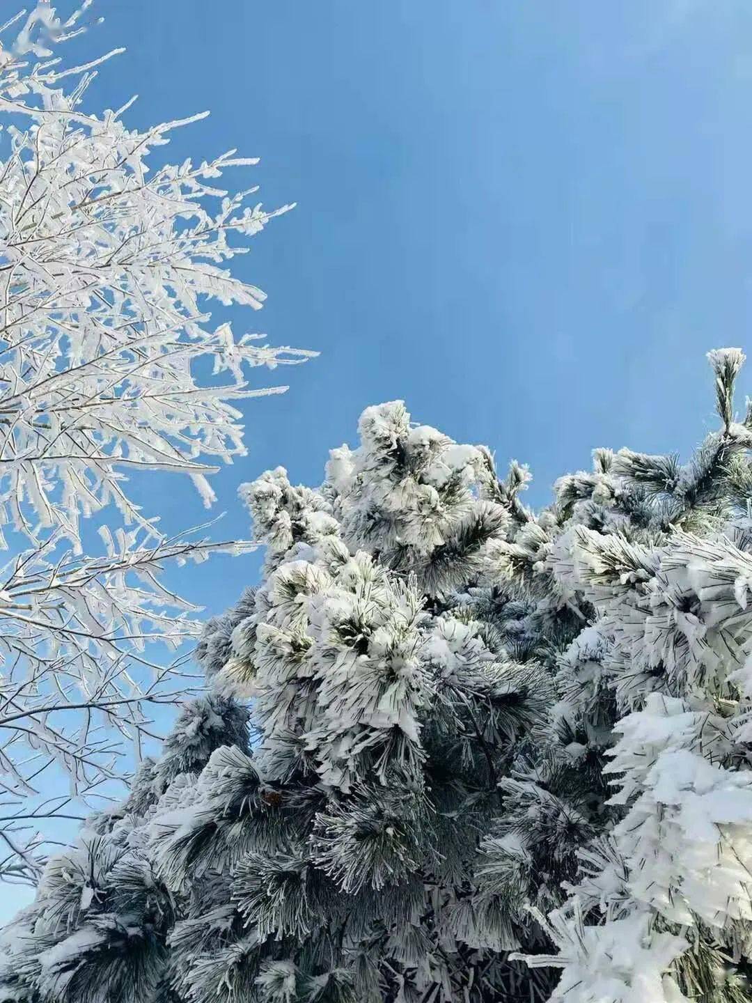 沒看夠昨天的雪這些絕美的登封雪景圖打包送給你