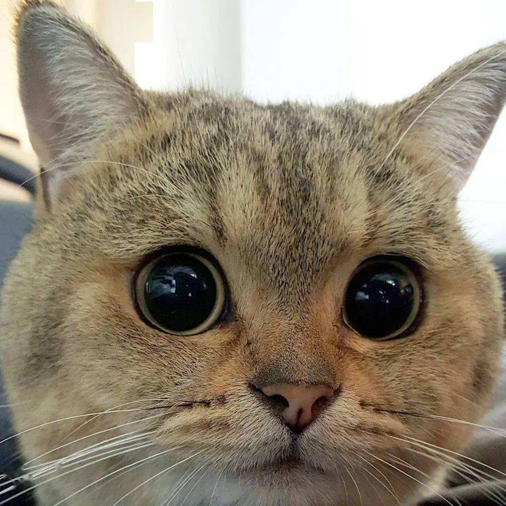 3猫咪的瞳孔会变大变小?