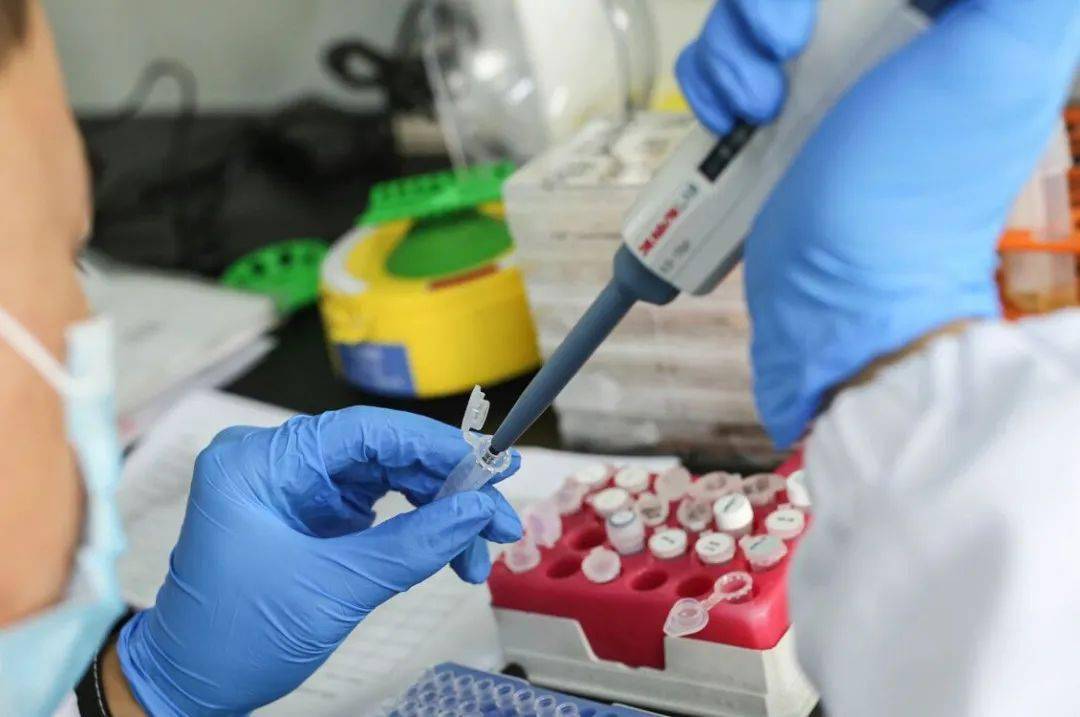 走近实验动物萌小鼠或成挽救肿瘤患者的大英雄