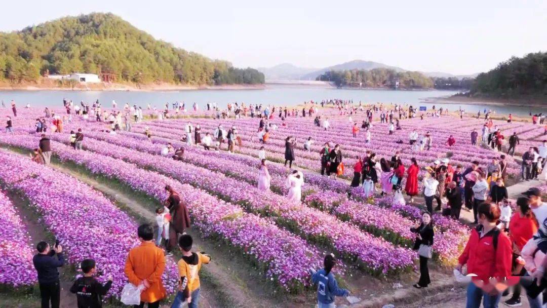 汕尾汀州花海图片