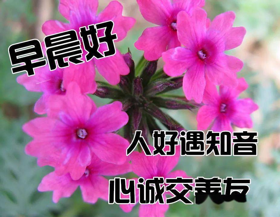 早上好问候美图早安问候语句