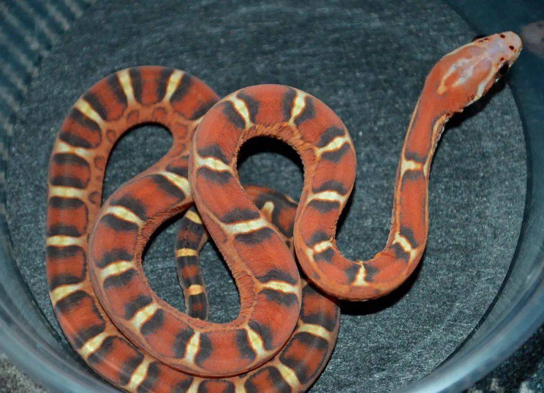 绝美暖色系无鳞玉米蛇让你的眼睛溢满柔情蜜意