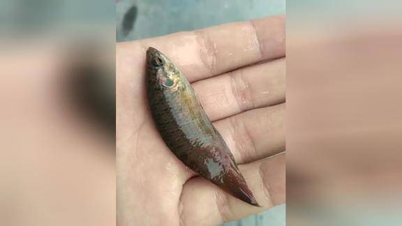 中國鬥魚這魚挺好養活的