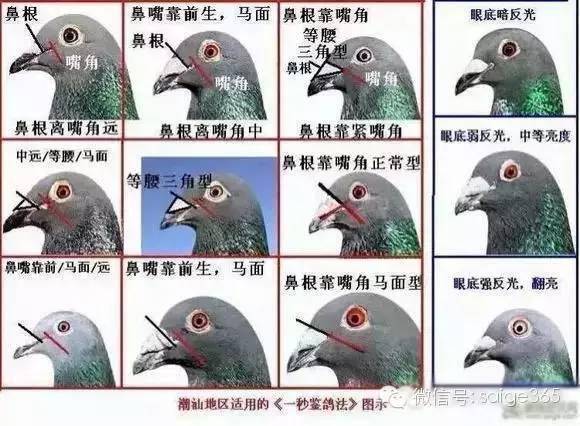 鸽子怎么辨别公母图片