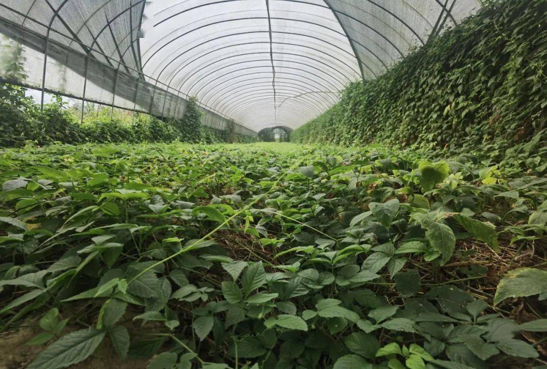 栽种的绞股蓝苏秋红的老家在保山市昌宁县,她家夫妻二人来上芒别种植