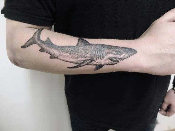鲨鱼纹身手稿线条图片