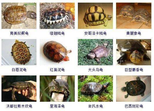 乌龟好听的名字图片