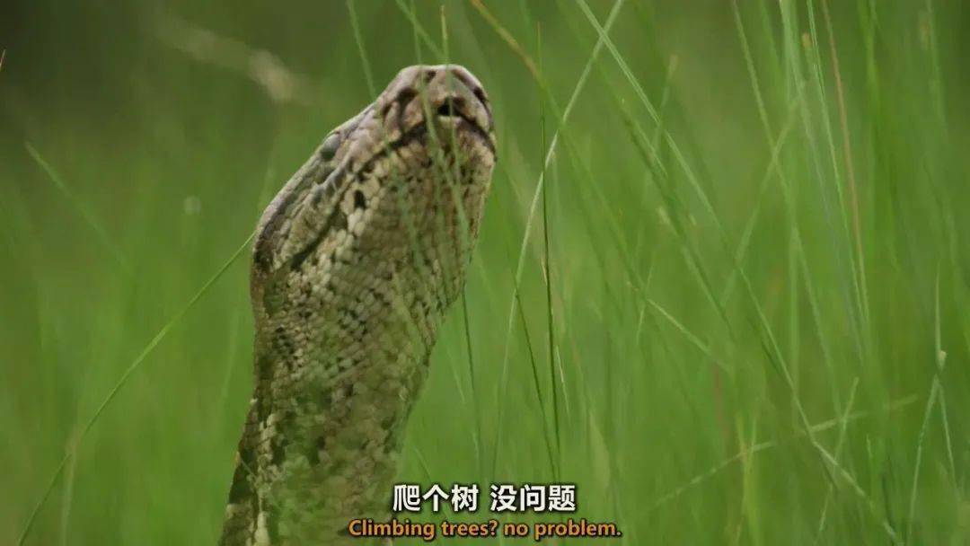 图说纪录片岩蟒女王