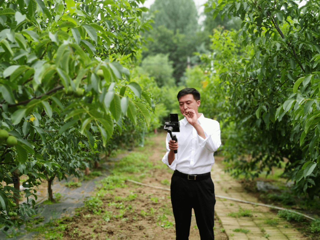 杨明在核桃林里通过直播向全国消费者介绍洛南核桃■ 通讯员 童畅畅