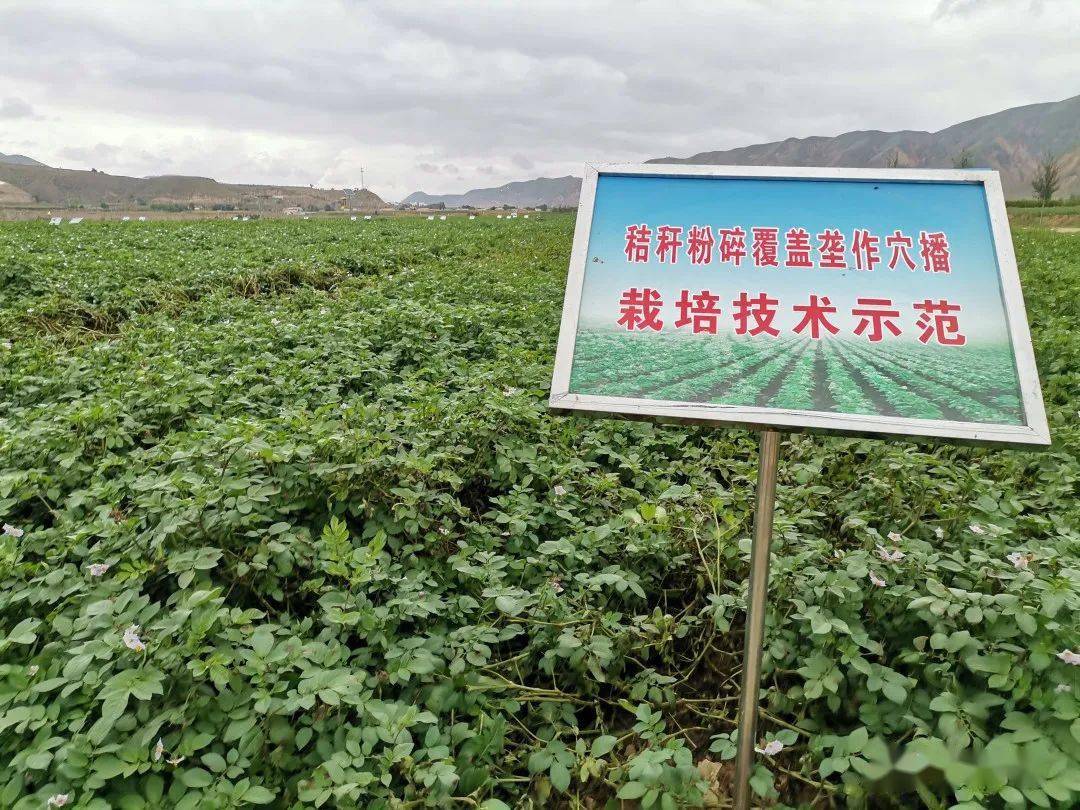 甘肃推进马铃薯标准化绿色种植技术