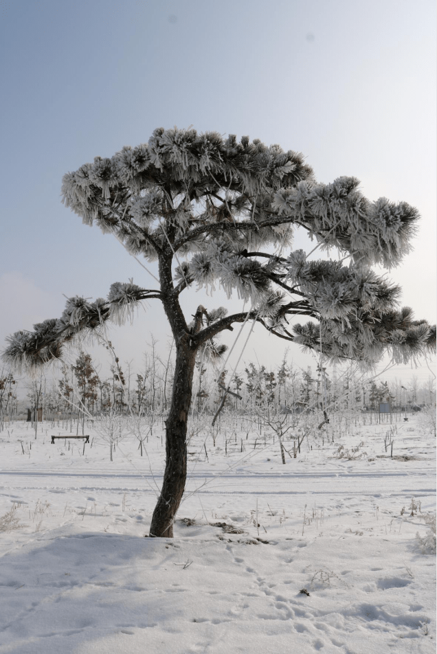 大雪压青松,青松挺且直.