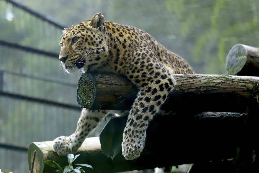 神奇动物在中国第二季第3讲申公豹