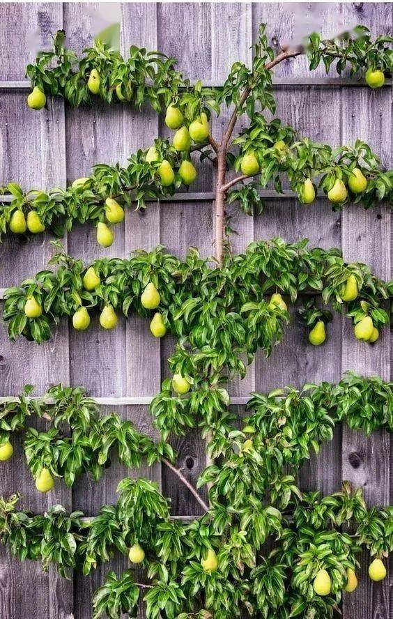 这么精致的果树墙到底怎么做出来的