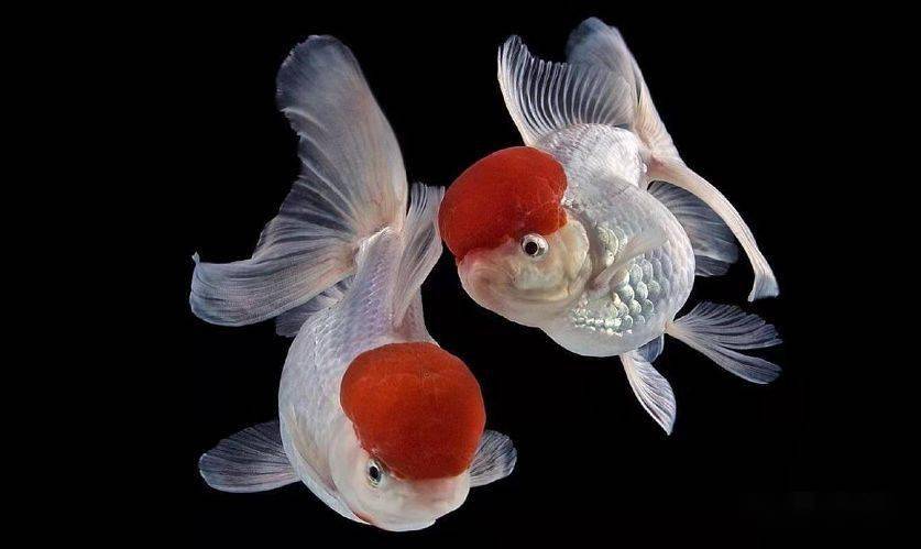 公认难养的鱼,它排第一,没人反对吧?_金鱼