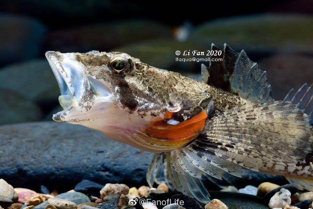 松江这条国鱼你吃过吗