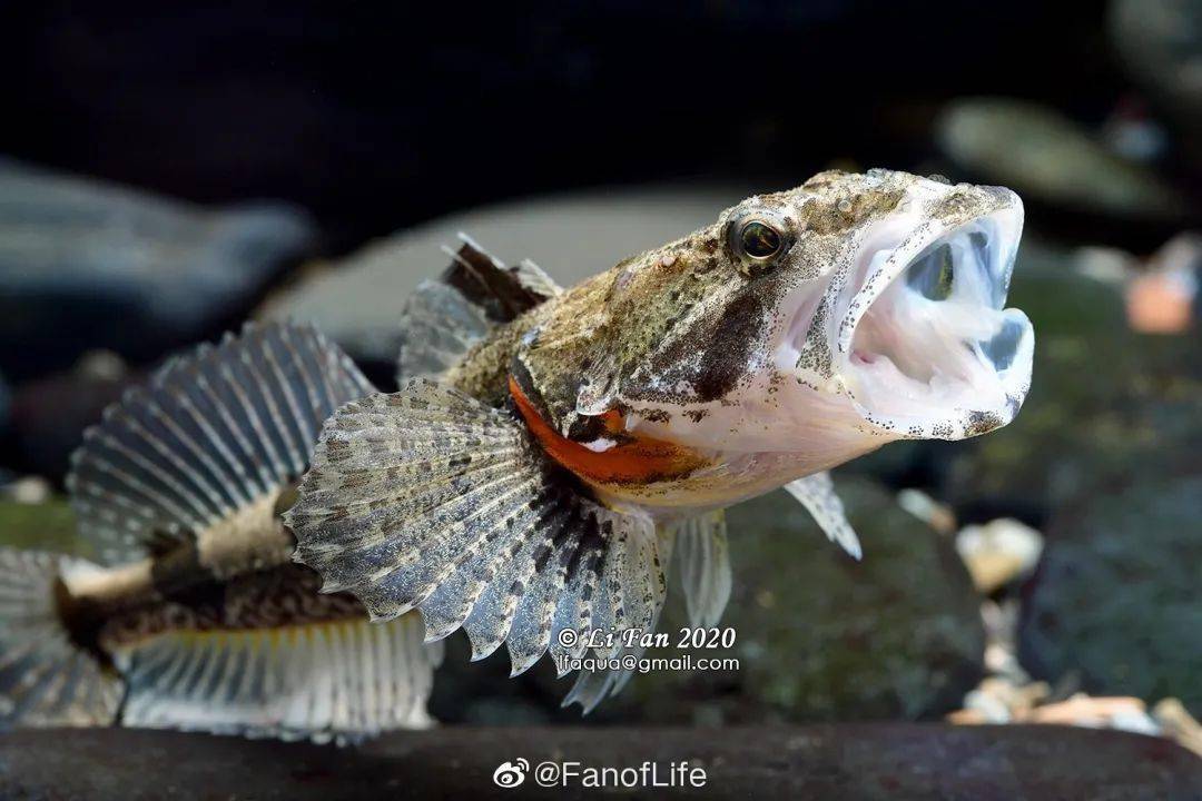 野生松江鲈鱼图片