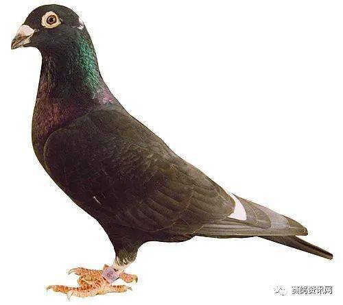 【信鸽小知识】黑罗刚