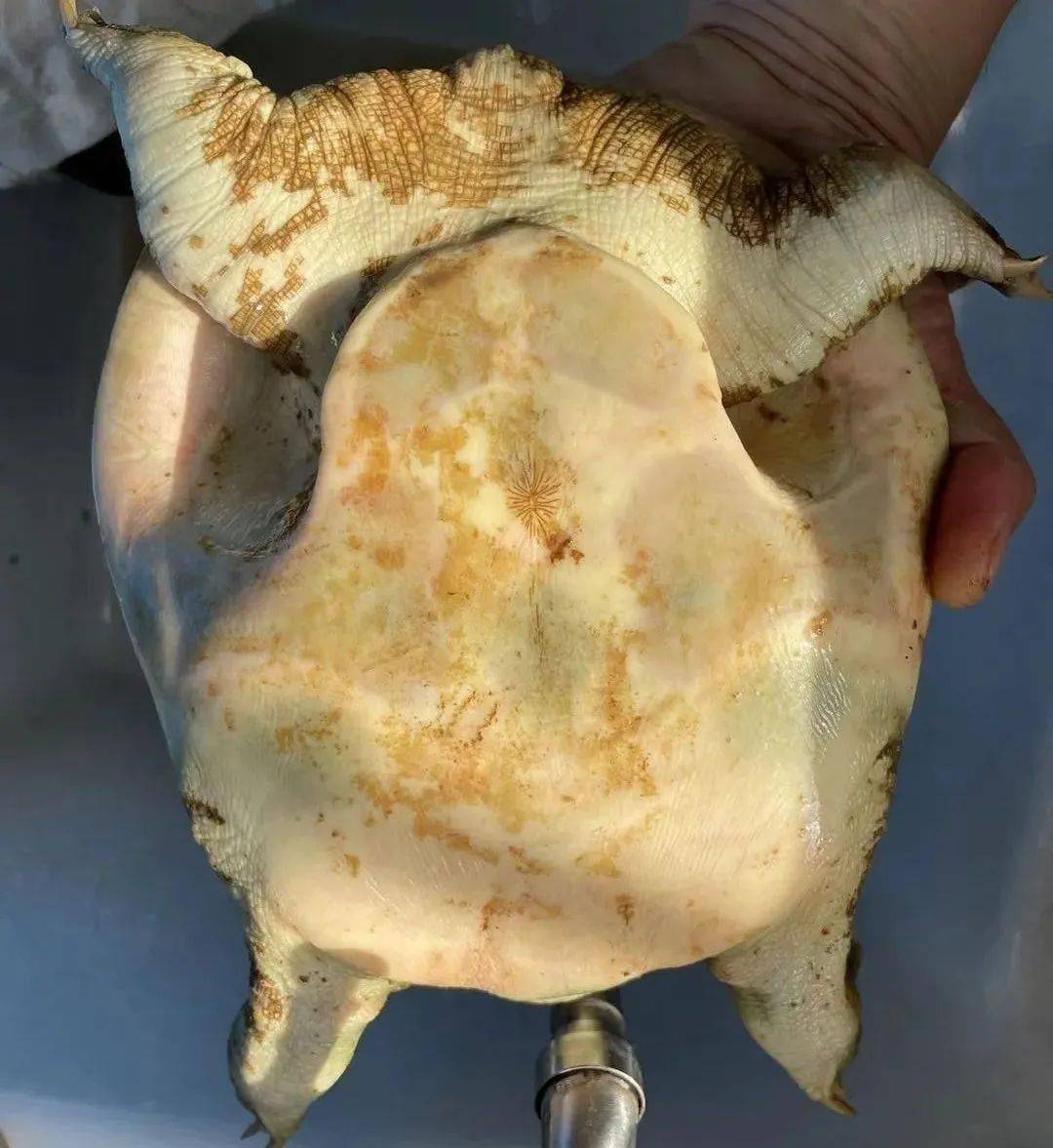 罗店人冬令进补时候到了安徽土鸡鸡蛋生态甲鱼周日送到家