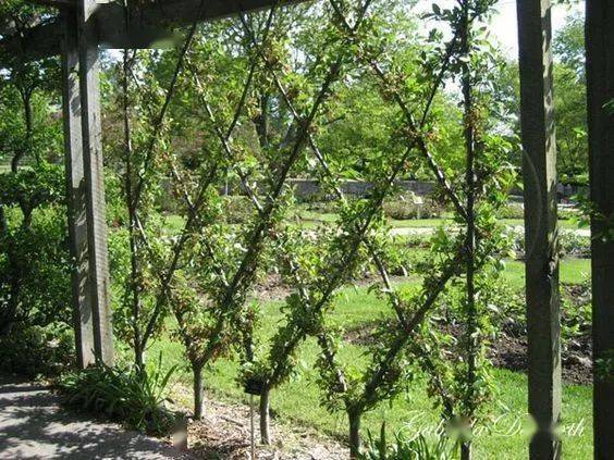 这么精致的果树墙到底怎么做出来的