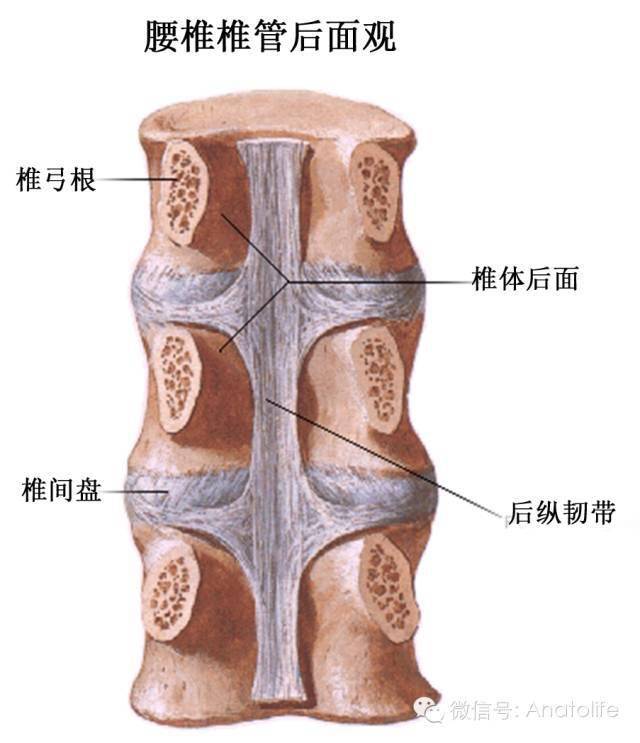 椎管韧带解剖图图片