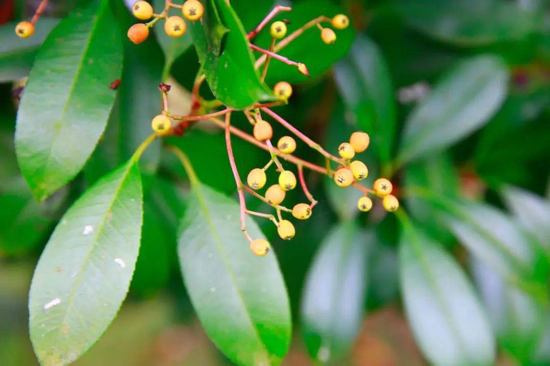 正在慢慢变红的石楠果再不看就晚啦