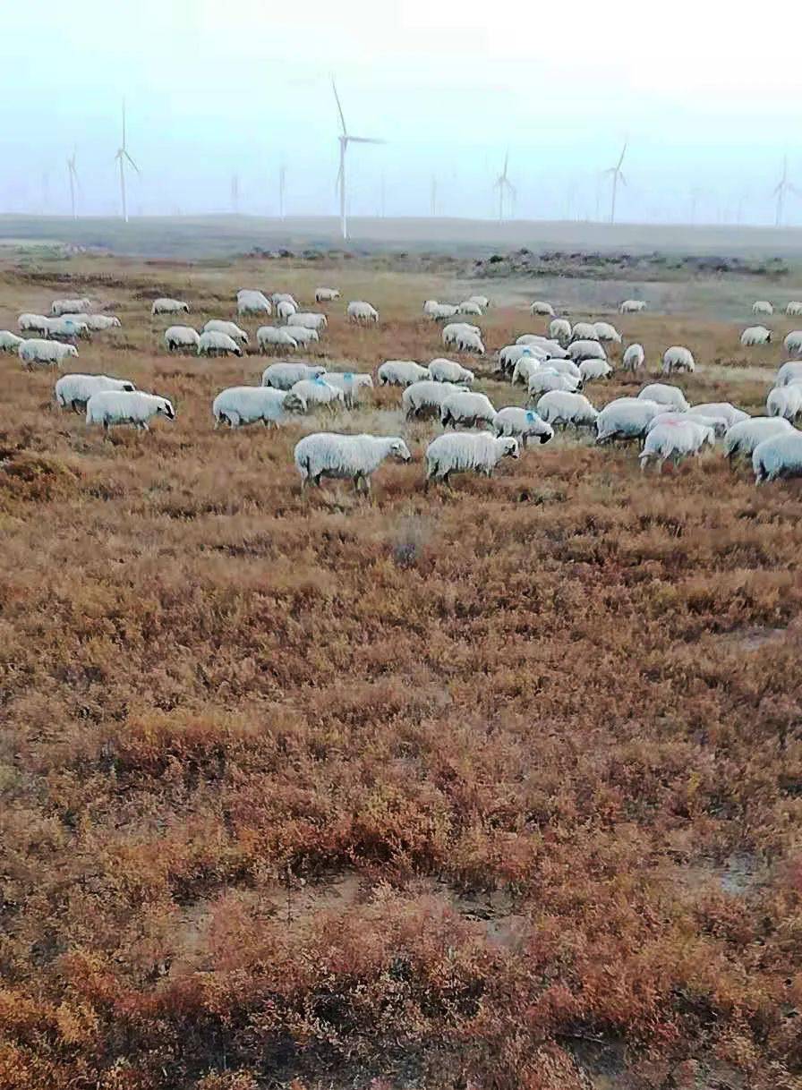 产地食材 ▎地方特色 这神秘的碱硝带 成就了盐池滩羊的美味_苏武