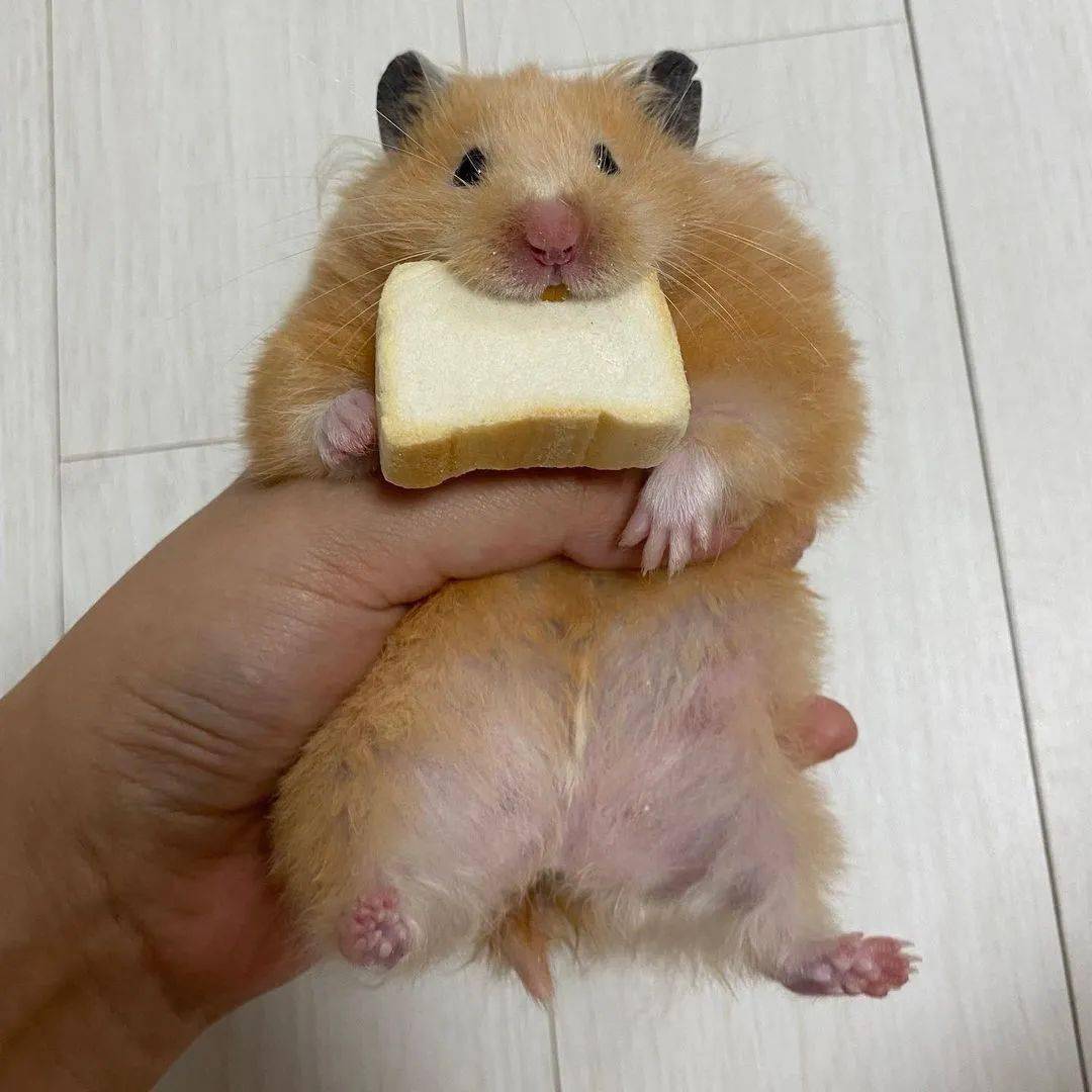 这么萌你是想骗我养仓鼠吧