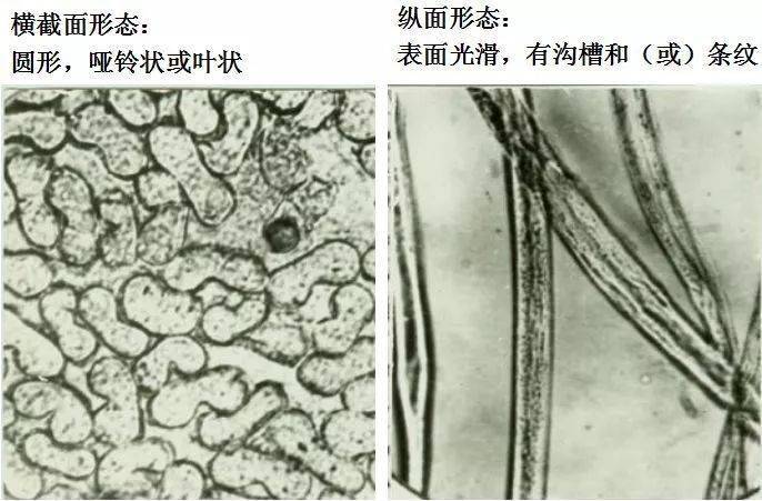 常见纺织纤维在显微镜下的形态
