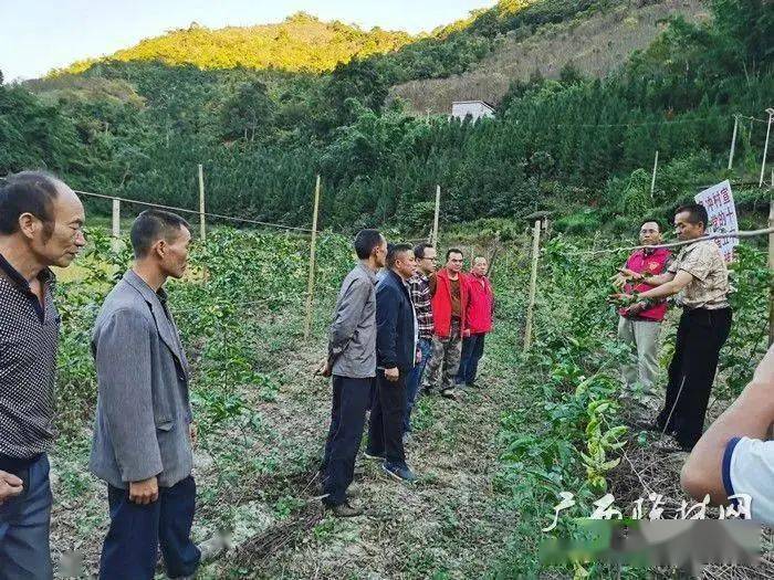 广西隆林田间地头宣讲党的十九届五中全会精神畅谈山乡产业发展情怀