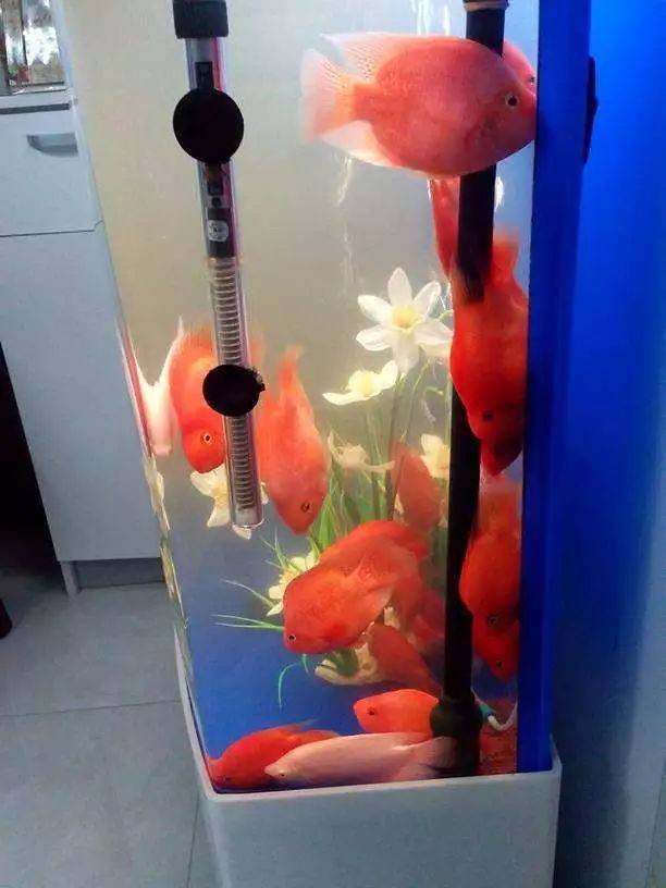 冬天养鹦鹉鱼不注意保温,小心它们得病趴缸…_水温