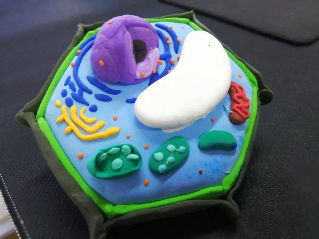 初一生物细胞模型图片图片