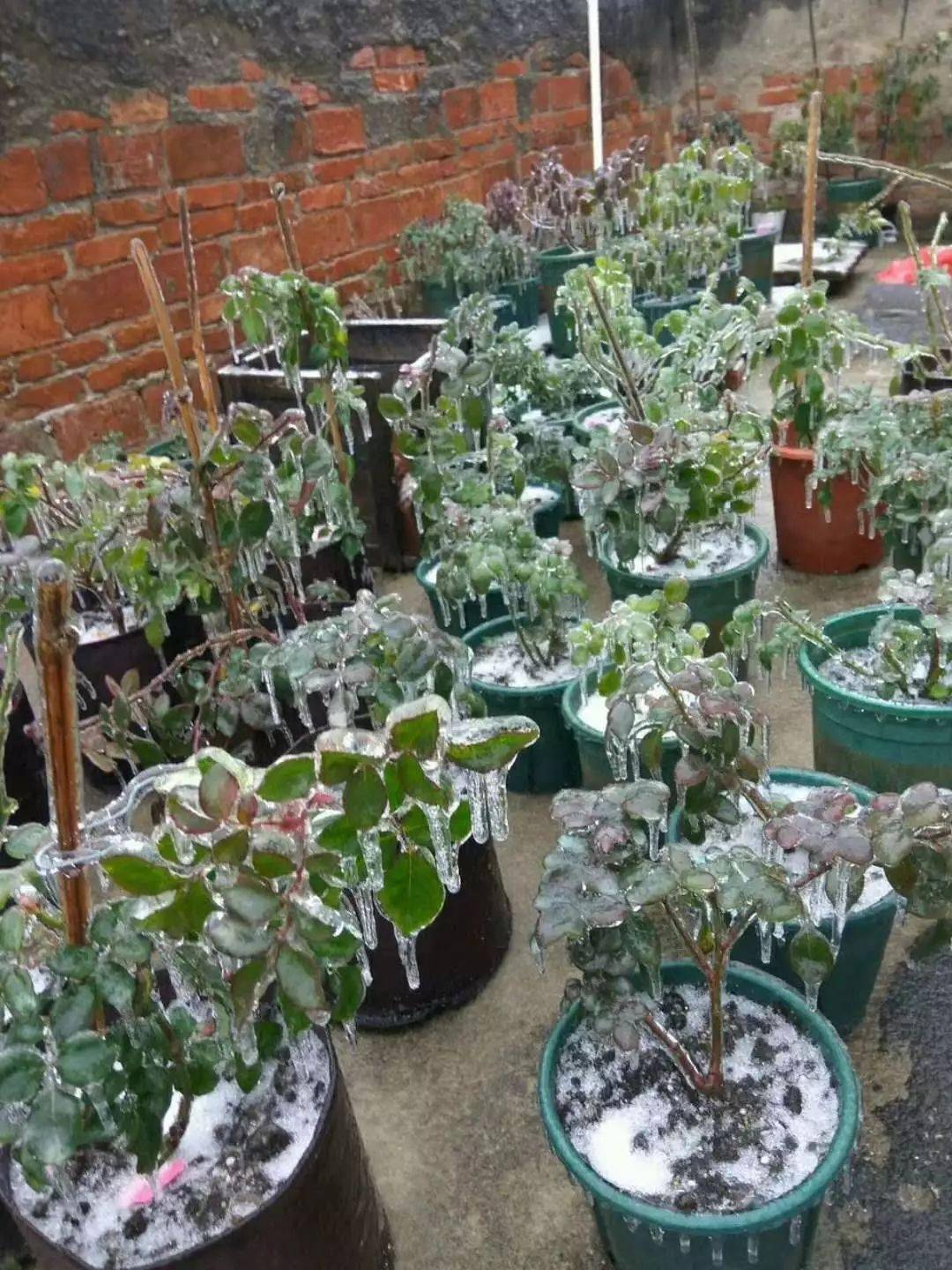 冬季哪些植物对霜冻最敏感怎么才能防止花卉被冻伤