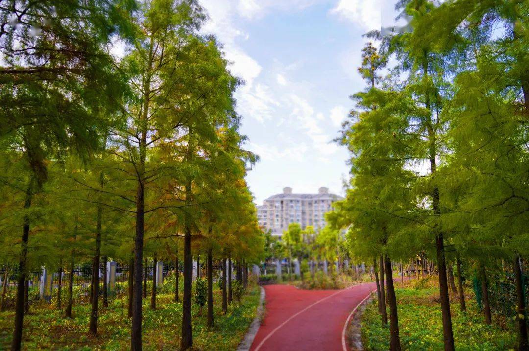 看一团秋叶像在天空飘舞道路边的行道树也可成为一抹靓丽的风景线探秘