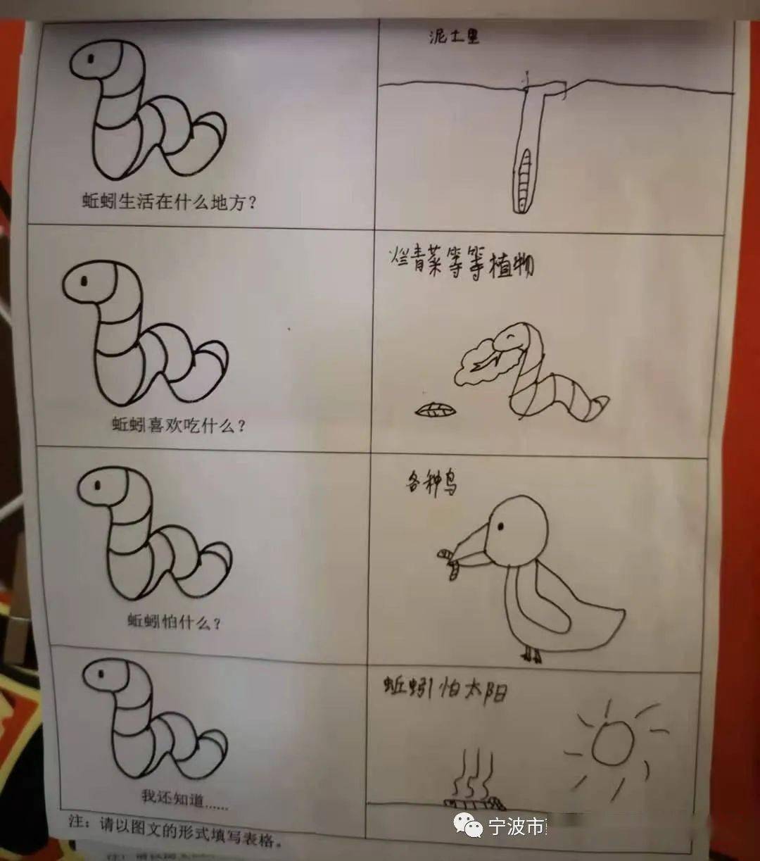 老师们商量后决定让孩子们带着问题去调查"蚯蚓的那些事儿"