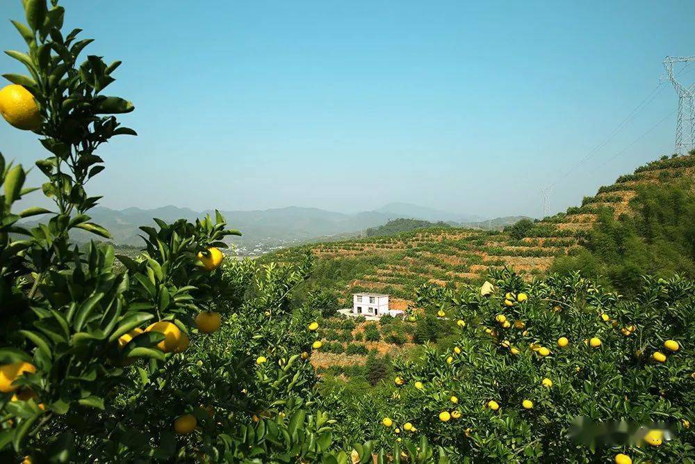 在村党支部书记季日猛带领下,村两委一直深谋村集体经济农民增收项目.