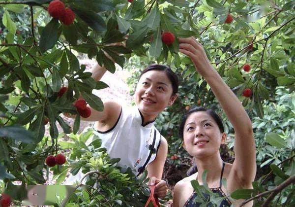 岁月印记那些年轰动仙乡大地的杨梅仙子选拔大赛