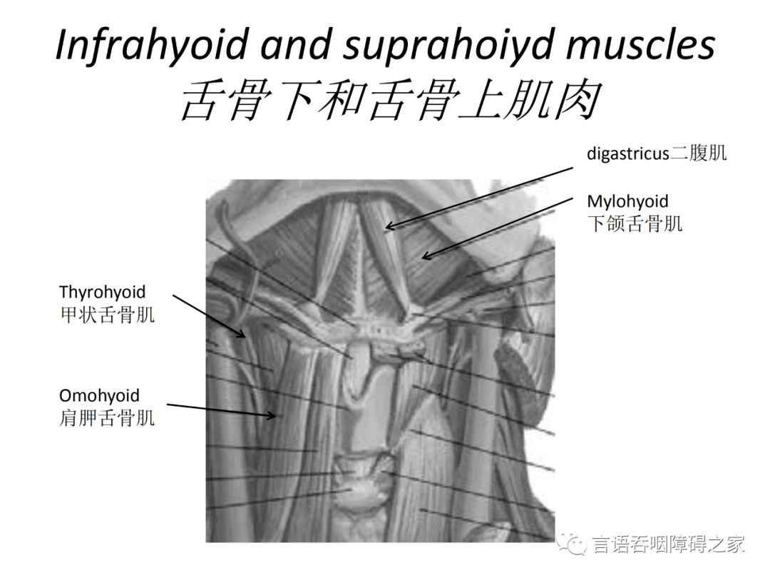 咽上缩肌图片