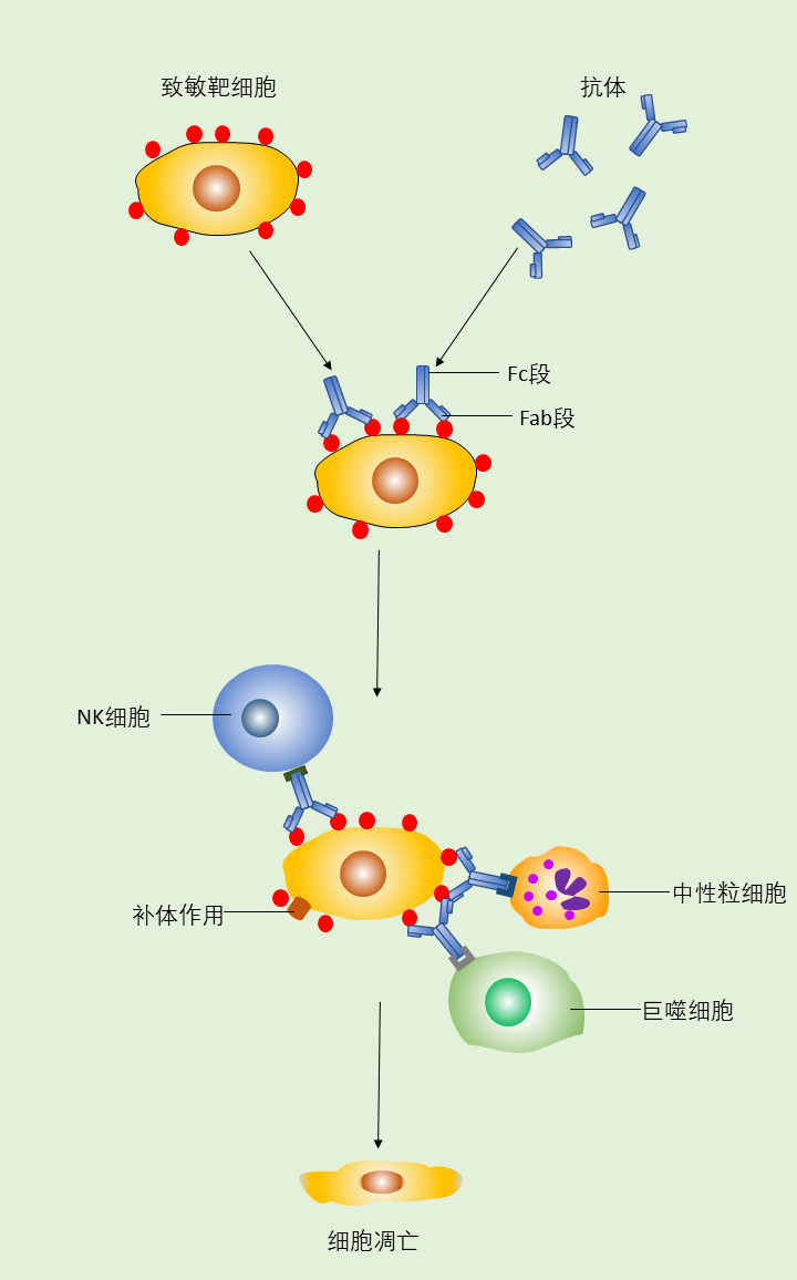 iii 型超敏反应(免疫复合物型)iii 型超敏反应常见疾病有局部性的